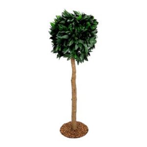 Bay Laurel Tree