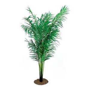 Oasis Palm Tree