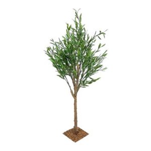 Olive Tree