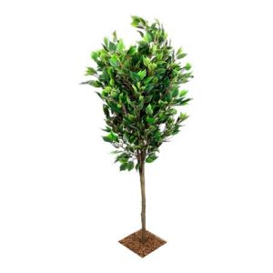Ficus Tree (UV Protected)