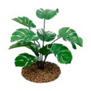 Philodendron