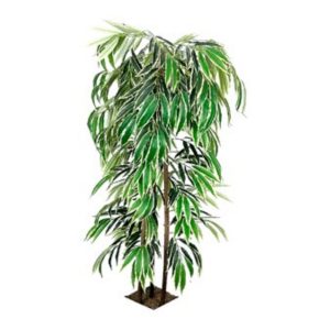 Variegate Ficus Alii Tree